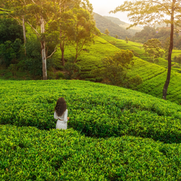 Woman Standing In Nuwara Eliya Tea Plantations